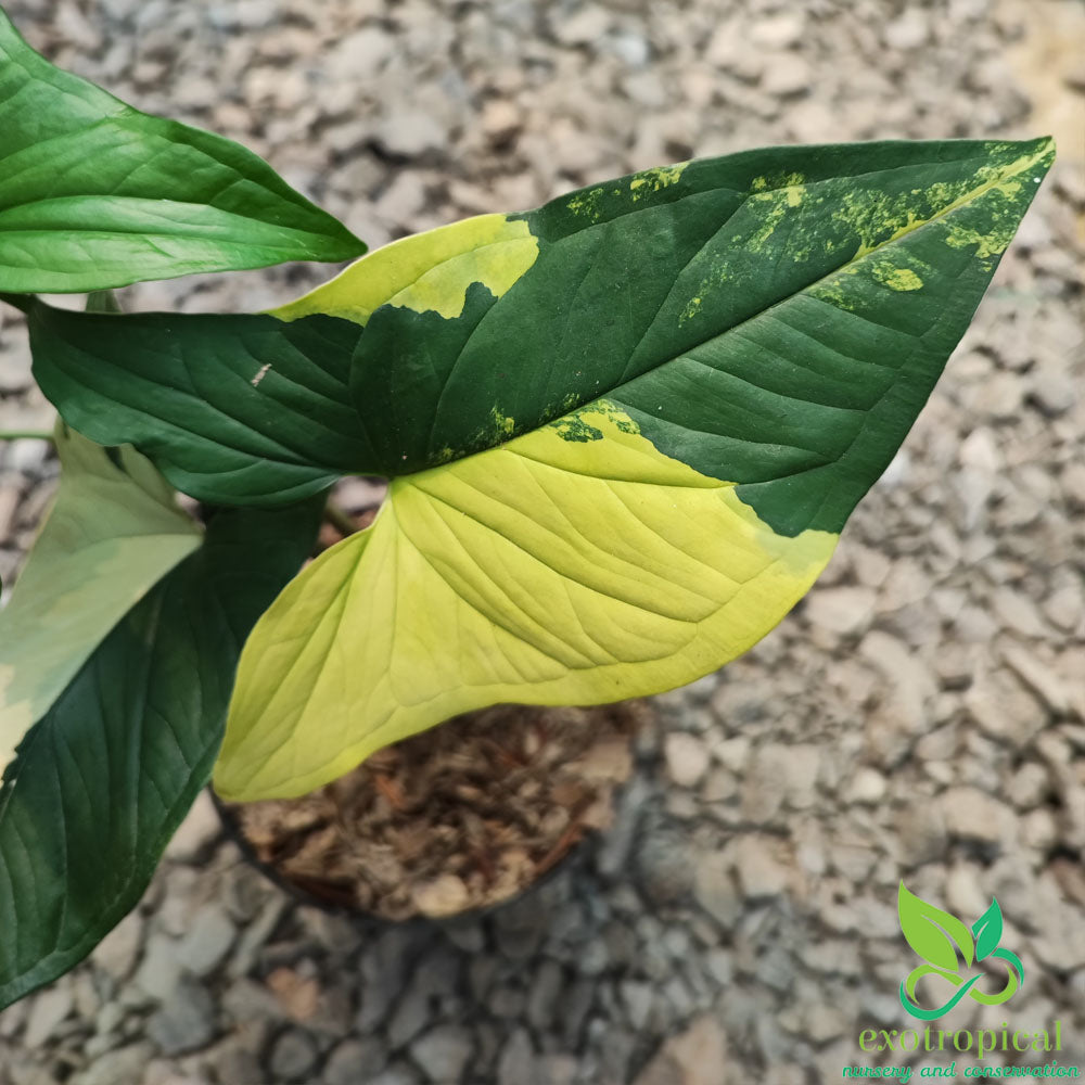 Syngonium Lover Package
