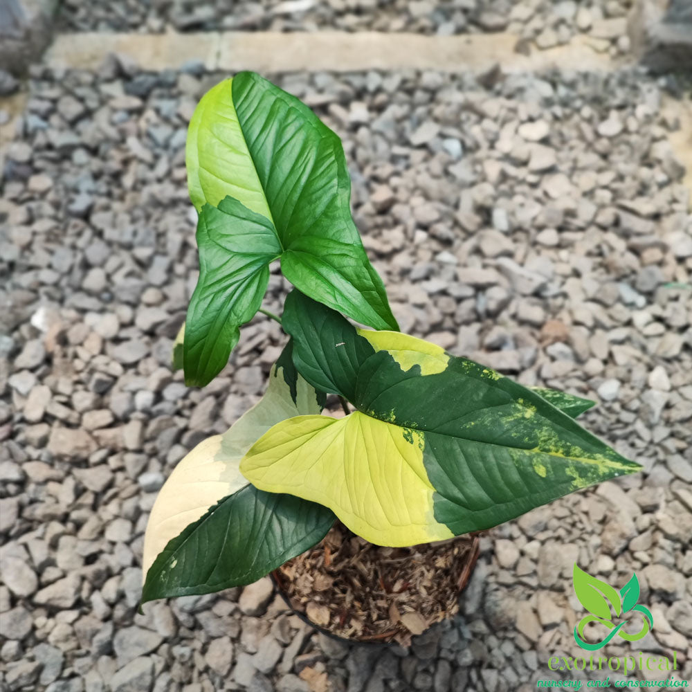 Syngonium Lover Package