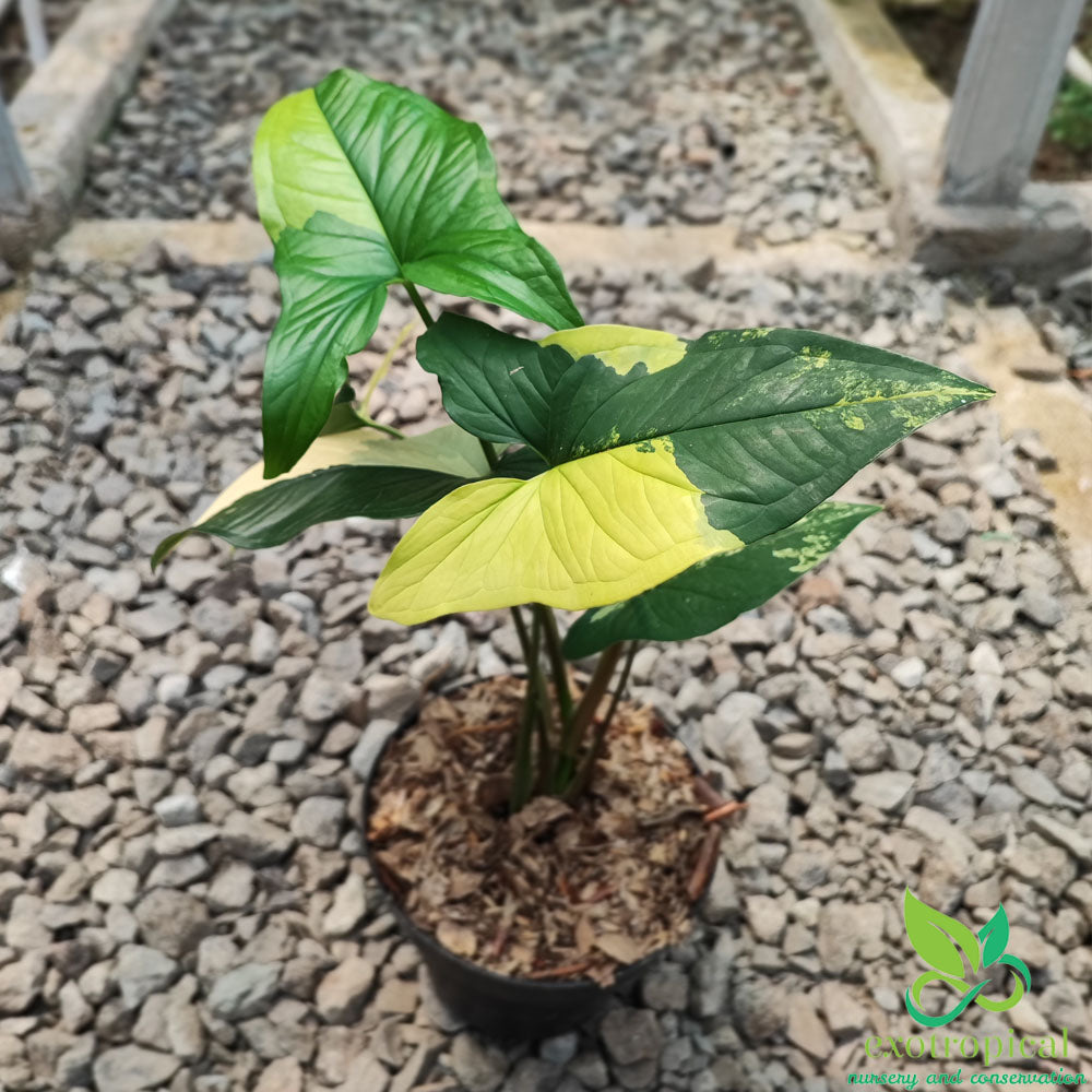 Syngonium Lover Package