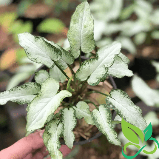 Syngonium Fairy Wings