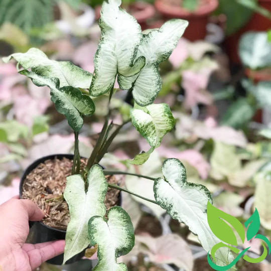 Syngonium Fairy Wings