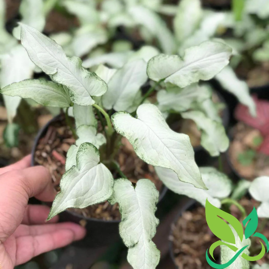 Syngonium Fairy Wings