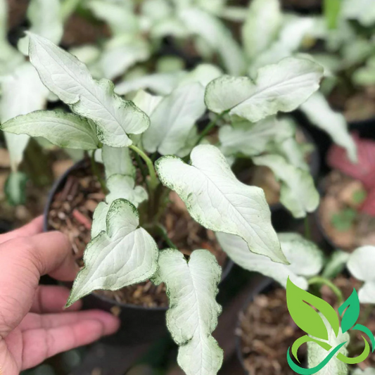 Syngonium Fairy Wings