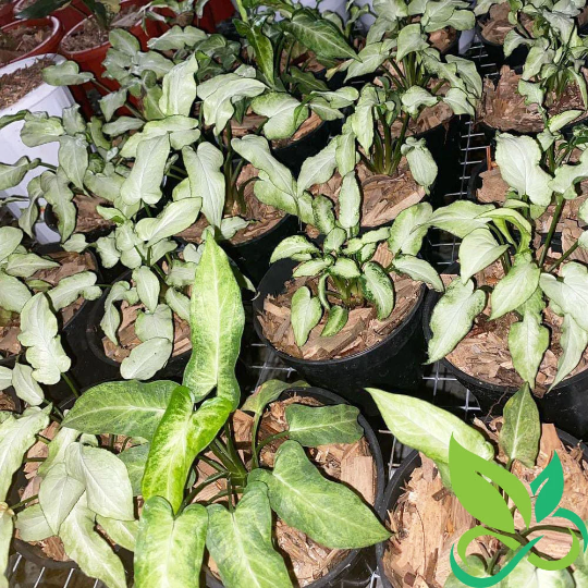 Syngonium Fairy Wings