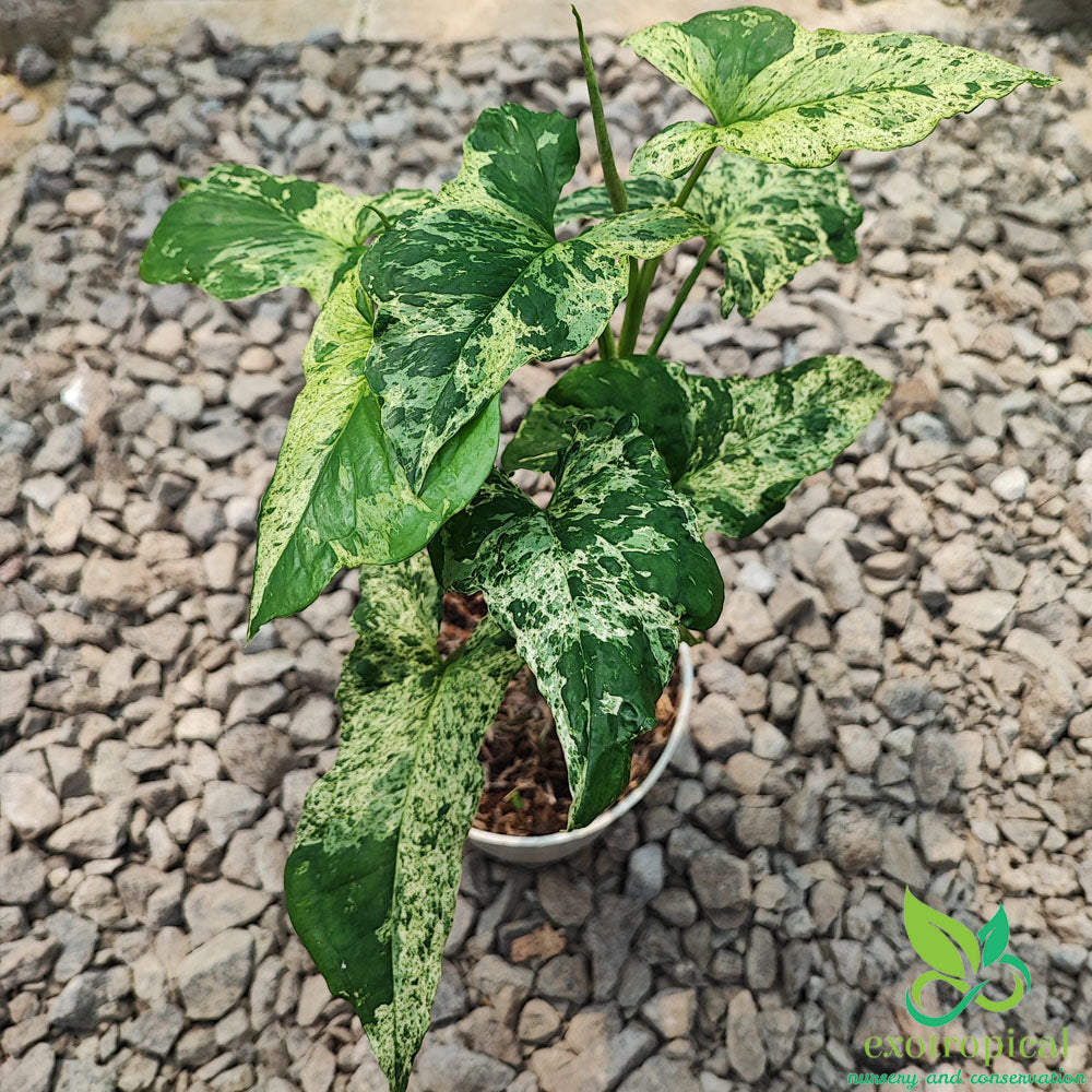 Syngonium Lover Package