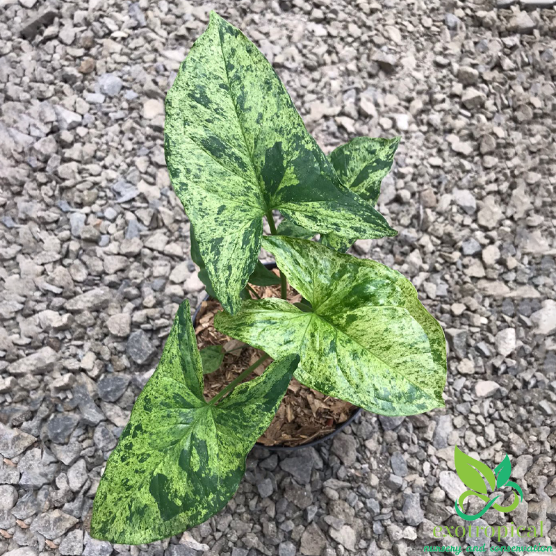 Syngonium Mojito