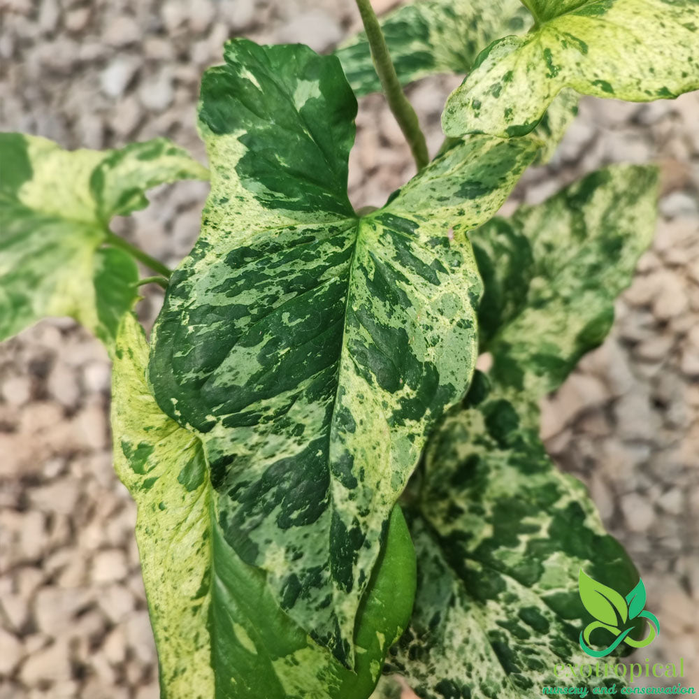 Syngonium Lover Package