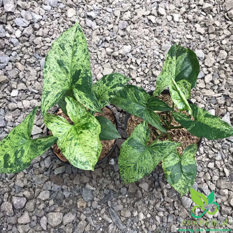 Syngonium Mojito