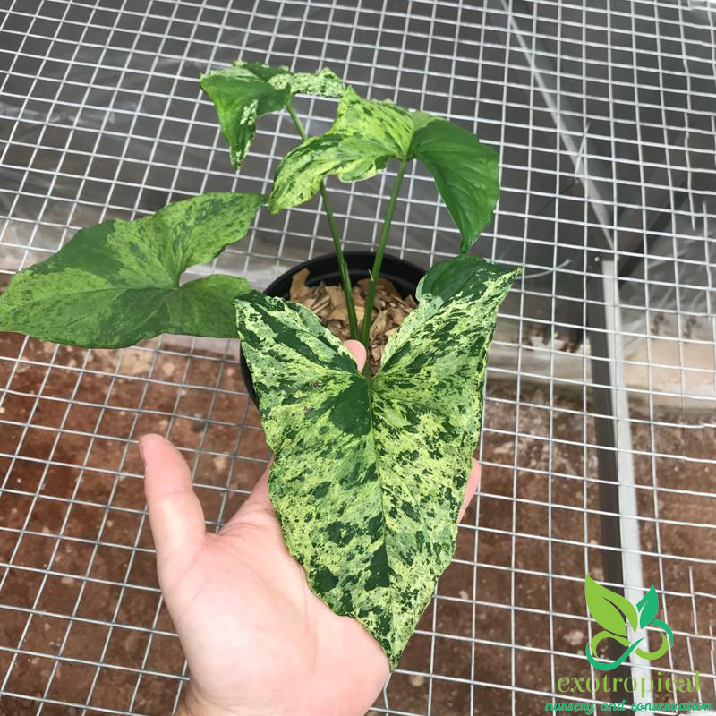 Syngonium Mojito