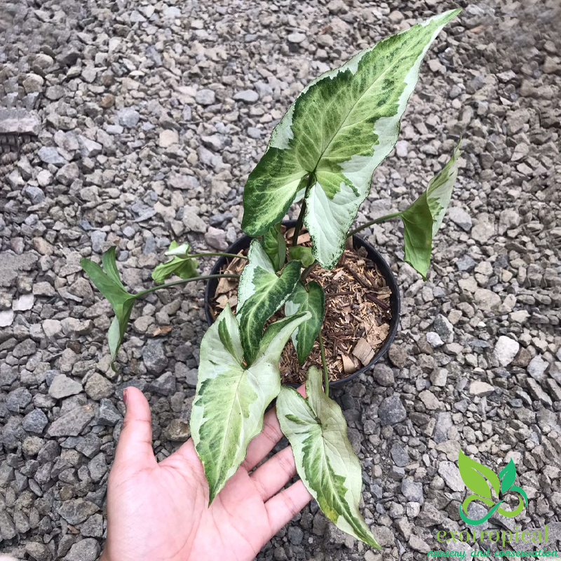 Syngonium Three King Variegated