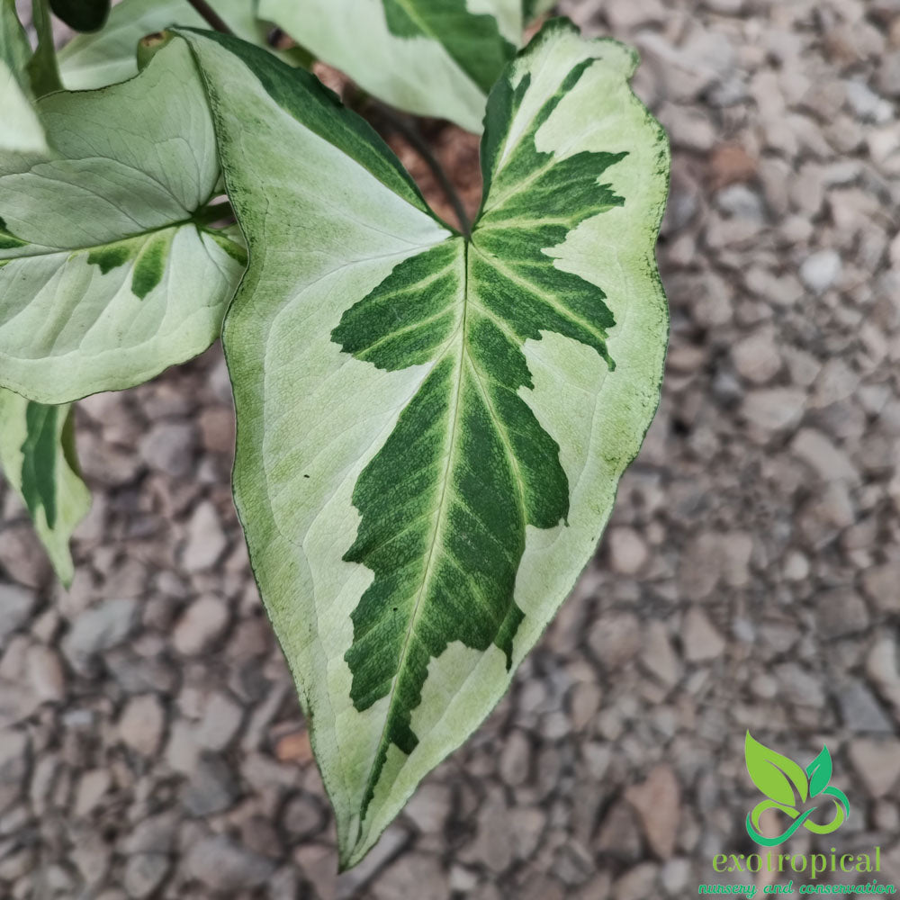 Syngonium Lover Package