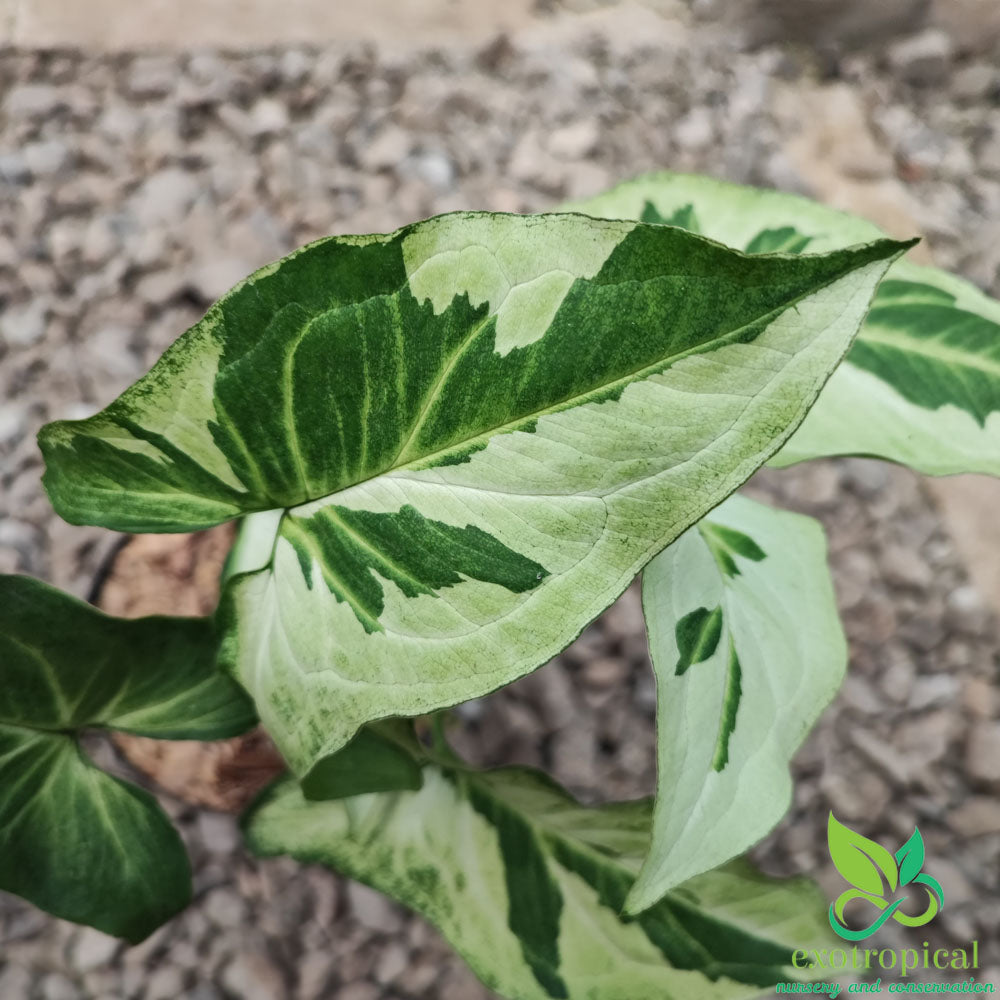 Syngonium Lover Package