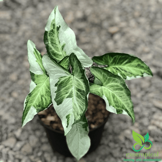 Syngonium Three King Variegated