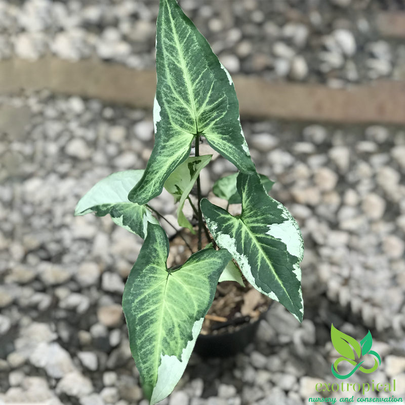 Syngonium Three King Variegated