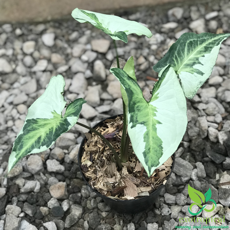 Syngonium Three King Variegated