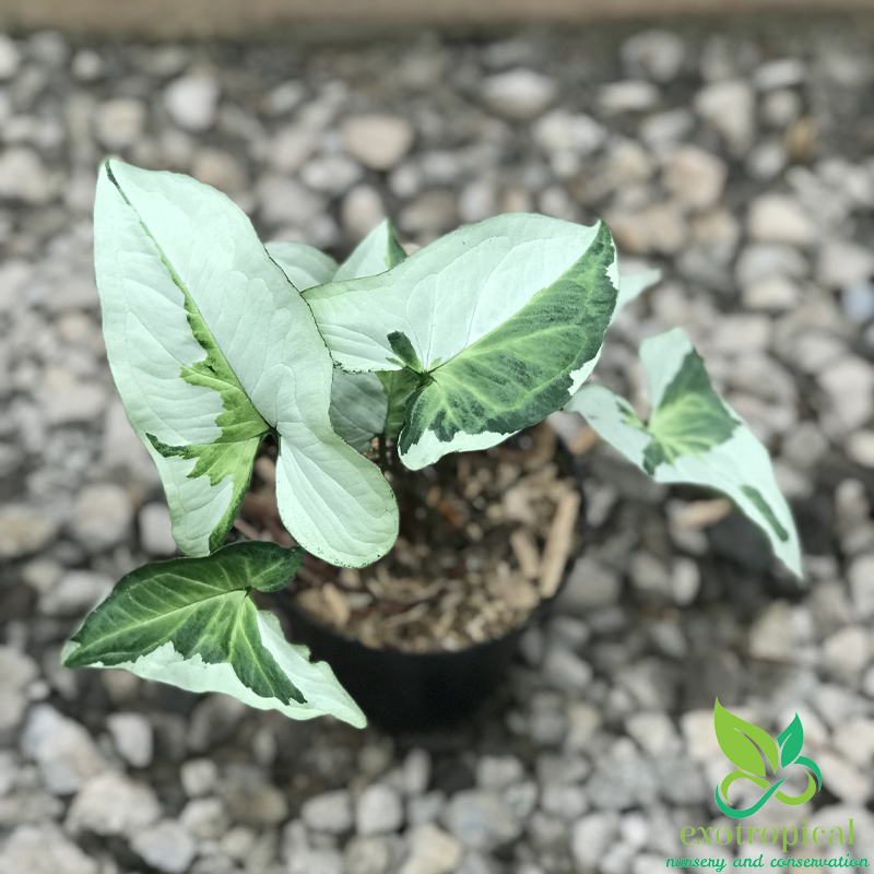 Syngonium Three King Variegated