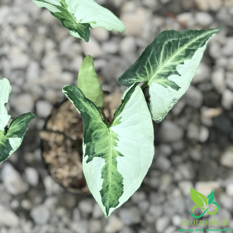 Syngonium Three King Variegated
