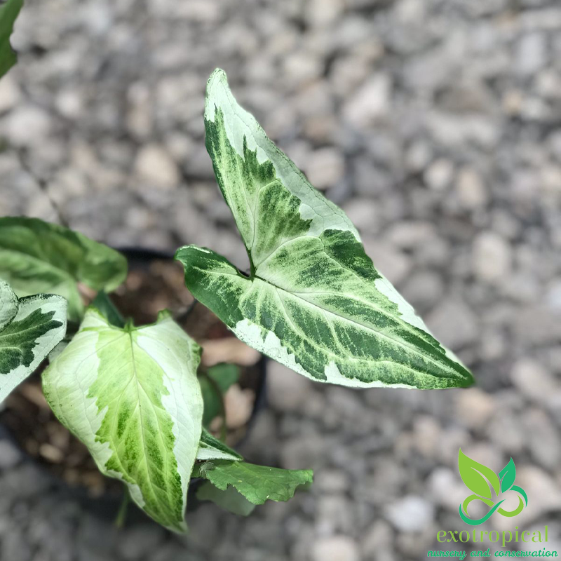 Syngonium Three King Variegated