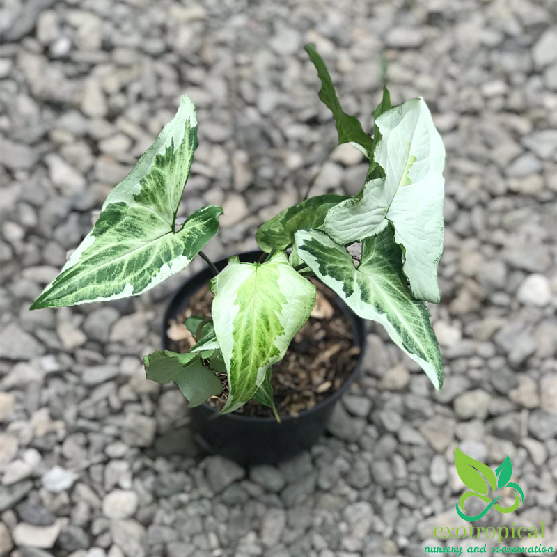 Syngonium Three King Variegated