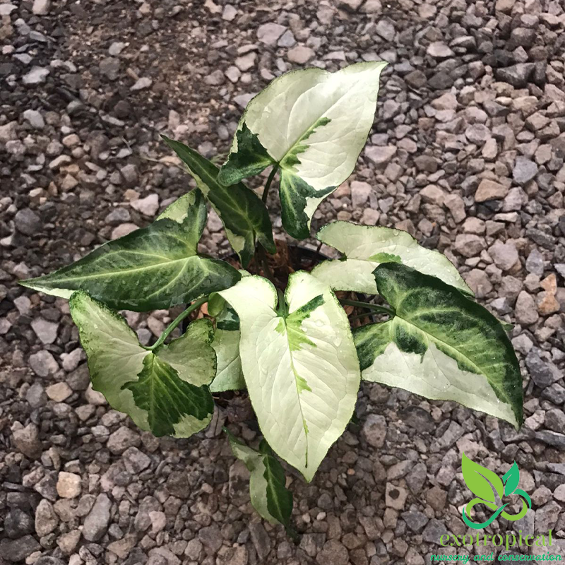 Syngonium Three King Variegated