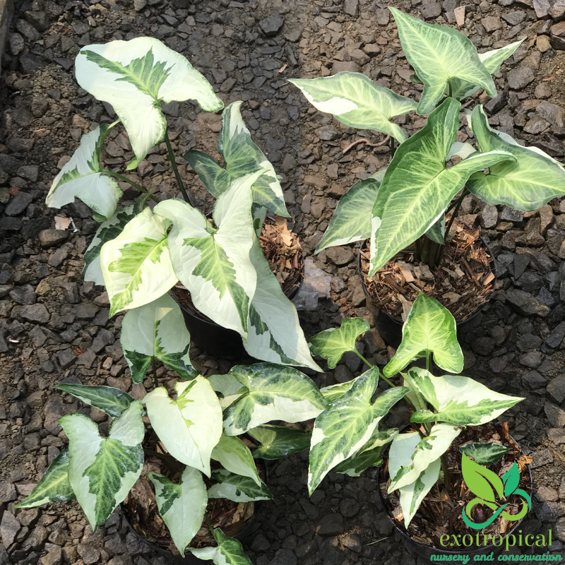 Syngonium Three King Variegated