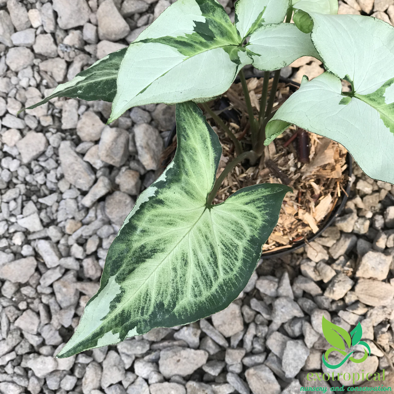 Syngonium Three King Variegated