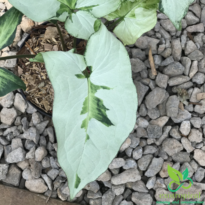 Syngonium Three King Variegated