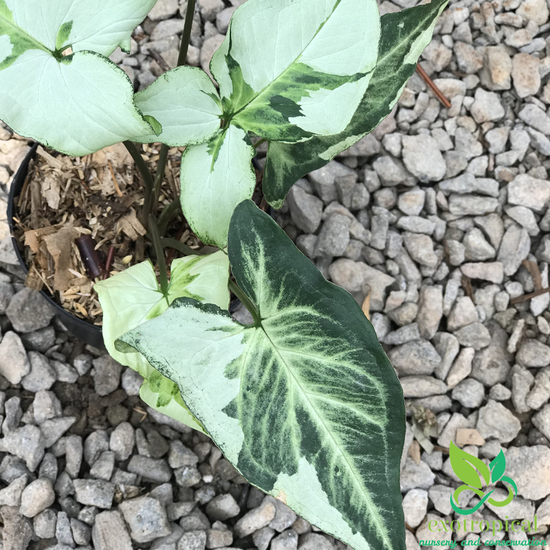 Syngonium Three King Variegated