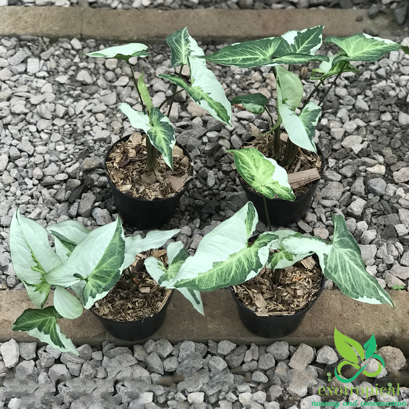 Syngonium Three King Variegated