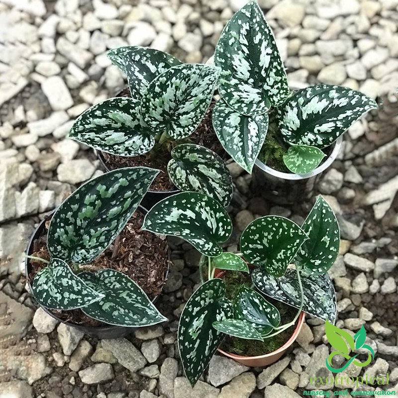 Scindapsus Tricolor Borneo