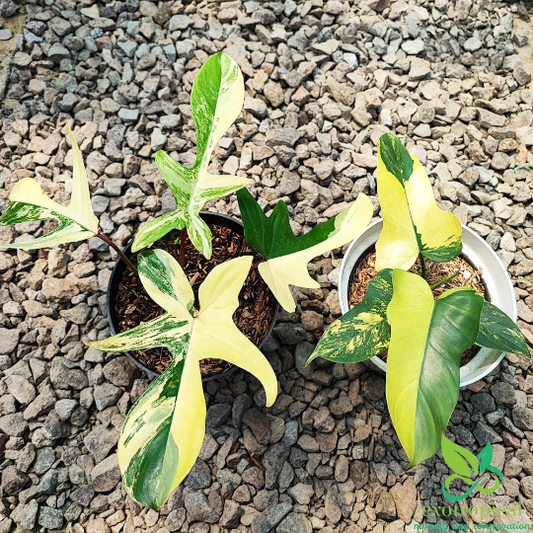 Philodendron Variegated Addict : Florida Beauty and Violin Variegated