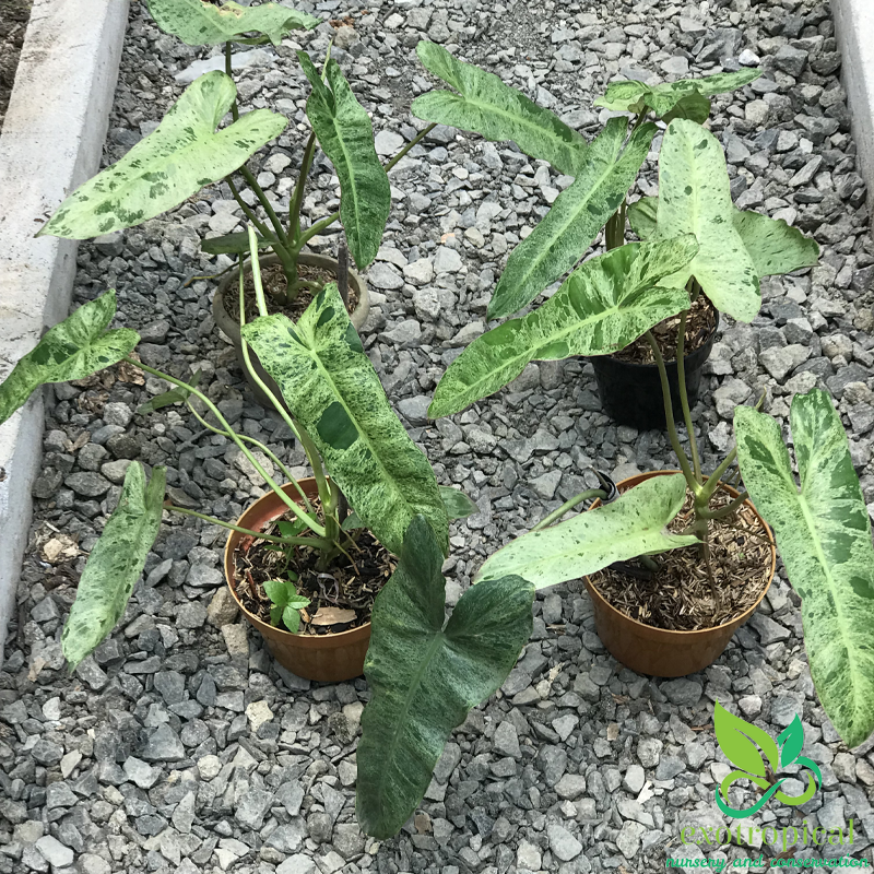 Exotropical Special Package C: Philodendron Lovers