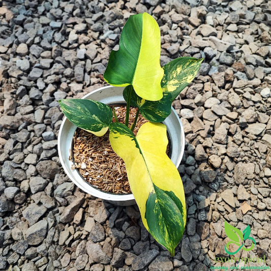 Philodendron Violin Variegated