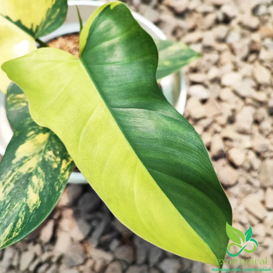 Philodendron Violin Variegated