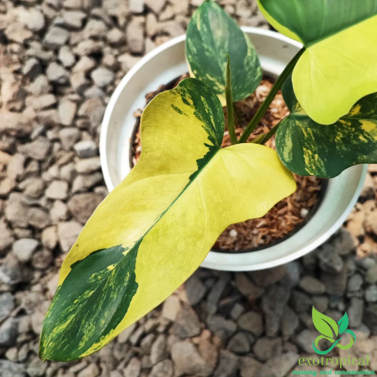 Philodendron Violin Variegated