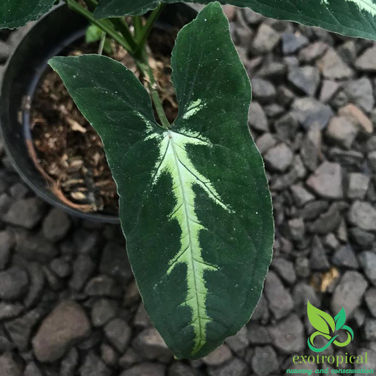 Syngonium Wendlandii Rayii Emerald