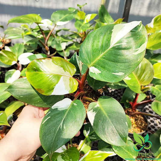 Philodendron White Knight Variegated