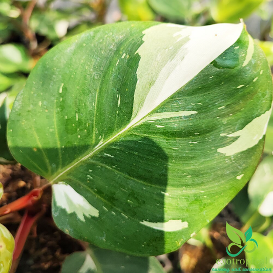 Philodendron White Knight Variegated