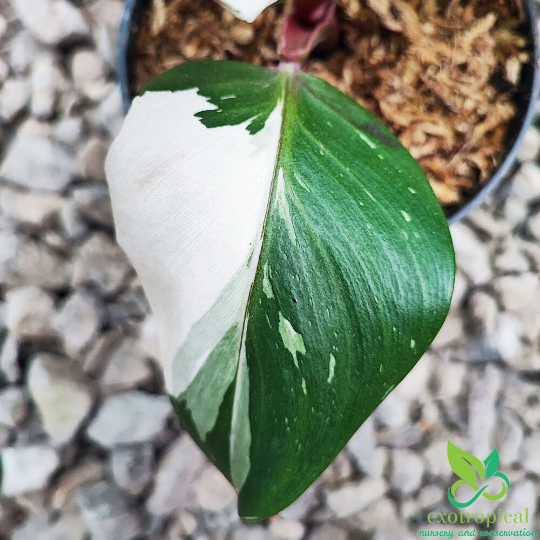 Philodendron White Knight Variegated