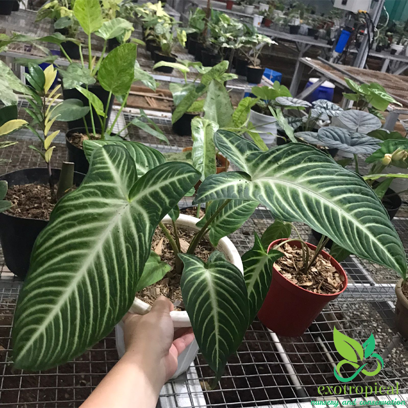 Xanthosoma Lindenii Caladium Magnificum