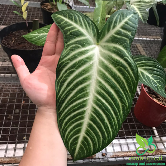 Xanthosoma Lindenii Caladium Magnificum