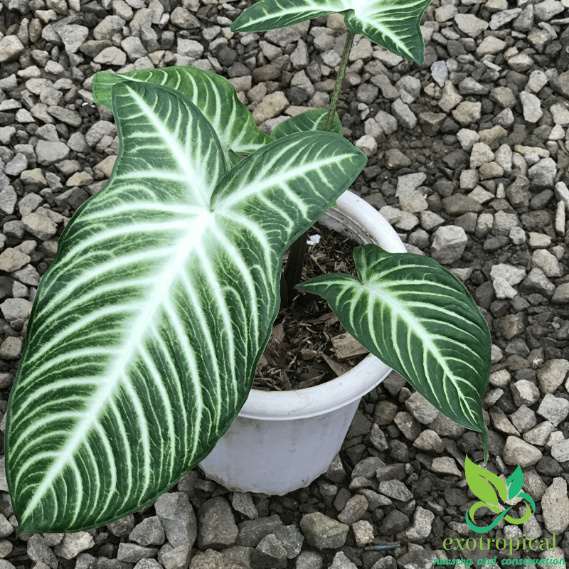 Xanthosoma Lindenii Caladium Magnificum
