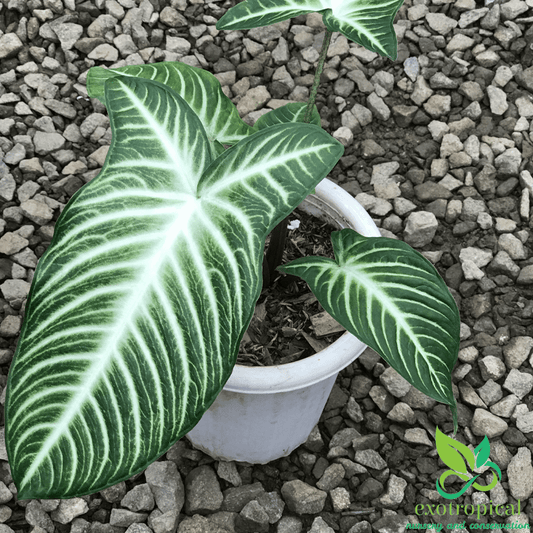 Xanthosoma Lindenii Caladium Magnificum