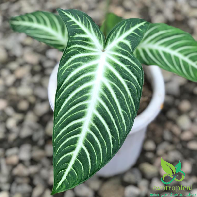 Xanthosoma Lindenii Caladium Magnificum