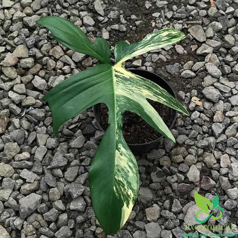 Philodendron Florida Beauty