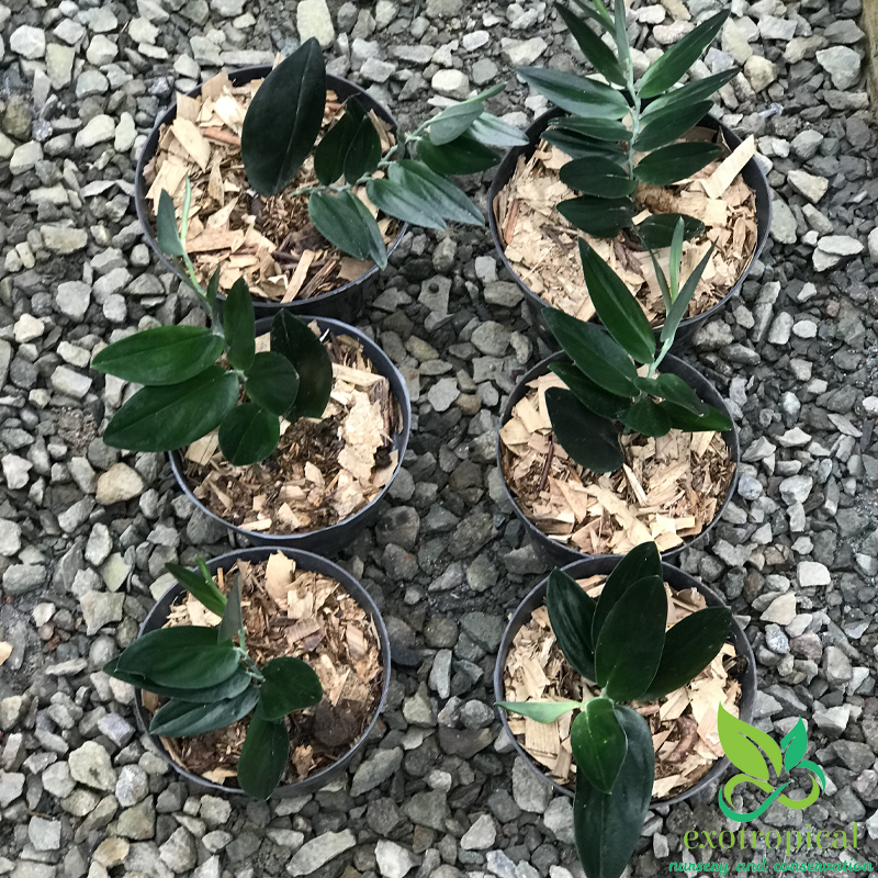Scindapsus Treubii Dark Form