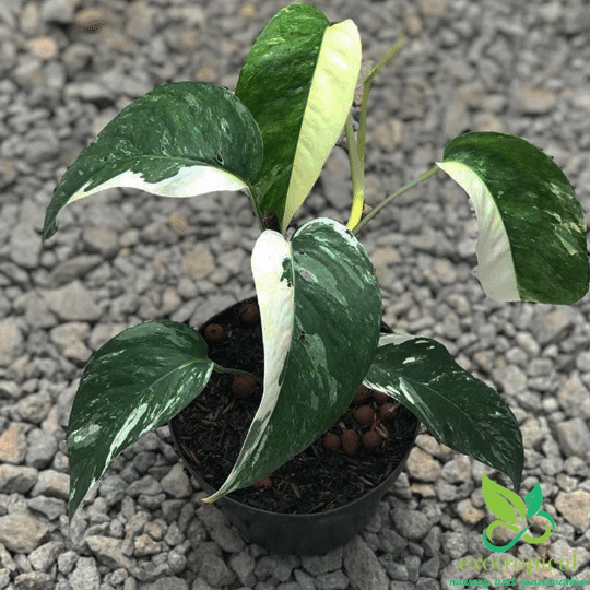 Epipremnum Pinnatum Albo Variegated