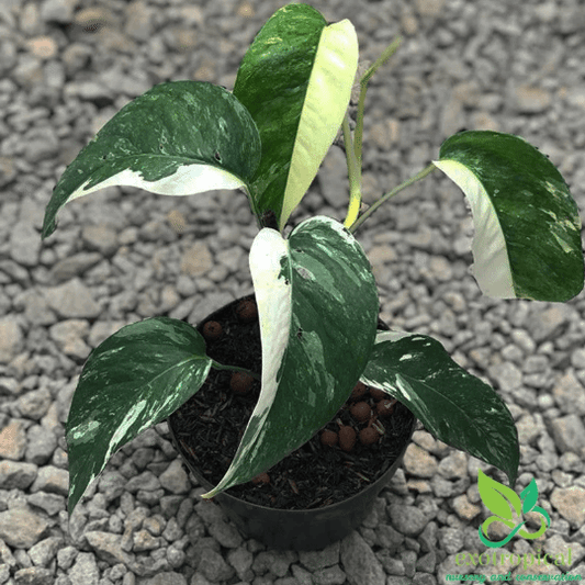 Epipremnum Pinnatum Albo Variegated