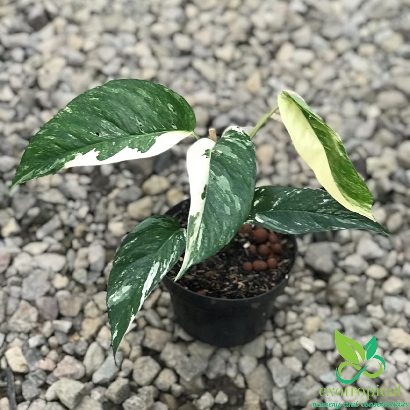 Epipremnum Pinnatum Albo Variegated