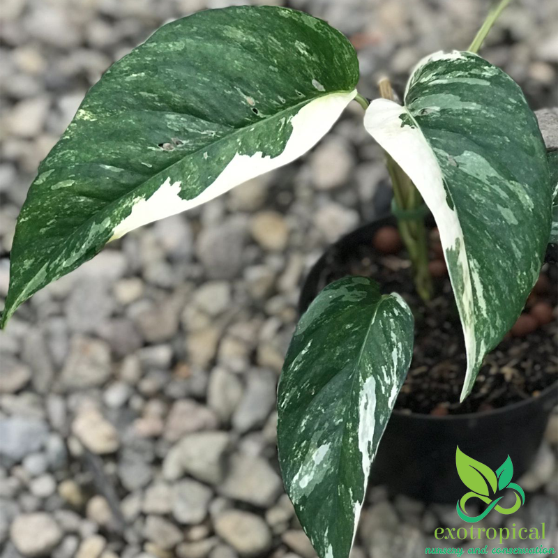 Epipremnum Pinnatum Albo Variegated